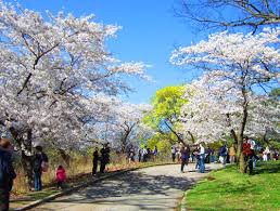 gui hang di canada